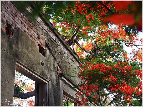 高雄廢墟景點_大湖蕃茄會社鳳凰花祭