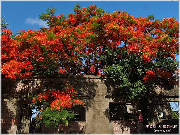 高雄廢墟景點_大湖蕃茄會社鳳凰花祭
