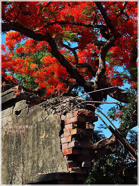 高雄廢墟景點_大湖蕃茄會社鳳凰花祭