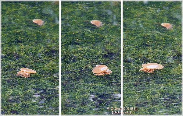 高雄生態旅遊景點_林園海洋濕地公園(12號公園