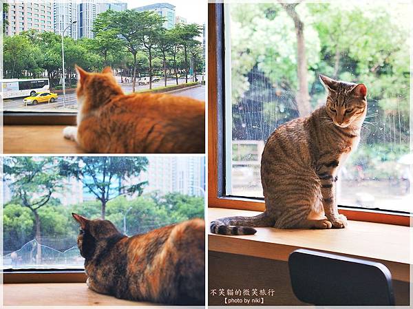 新北板橋寵物餐廳_放懶貓日子FunLife-Gelato Cats Café