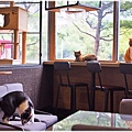 新北板橋寵物餐廳_放懶貓日子FunLife-Gelato Cats Café