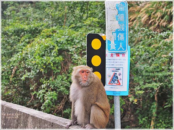台東成功鎮美食一日遊