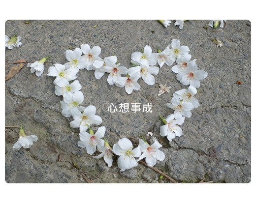 20110429_桐花-02.jpg 20110429_桐花-02.jpg