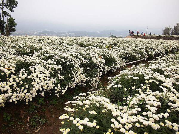 銅鑼杭菊_花海3.jpg