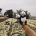 銅鑼杭菊_panda.jpg