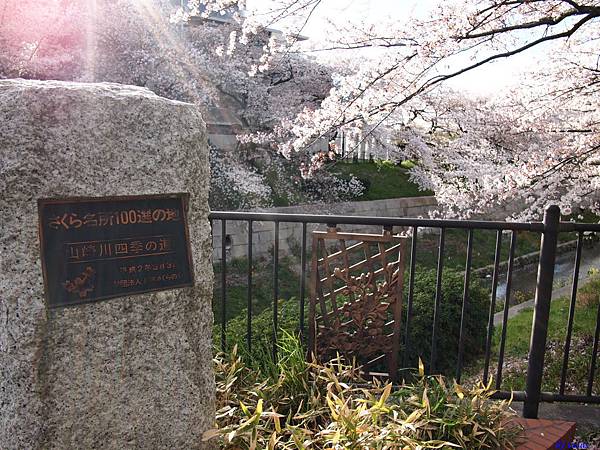 遊 名古屋 山崎川四季の道下起櫻花雨 壞波妞の旅行食踨 痞客邦