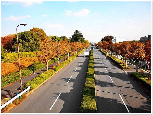 遊 東京 国営昭和記念公園 11月初秋 不楓 銀杏 壞波妞の旅行食踨 痞客邦 遊 東京 国営昭和記念公園 11月初秋 不楓 銀杏 壞波妞の旅行食踨 痞客邦