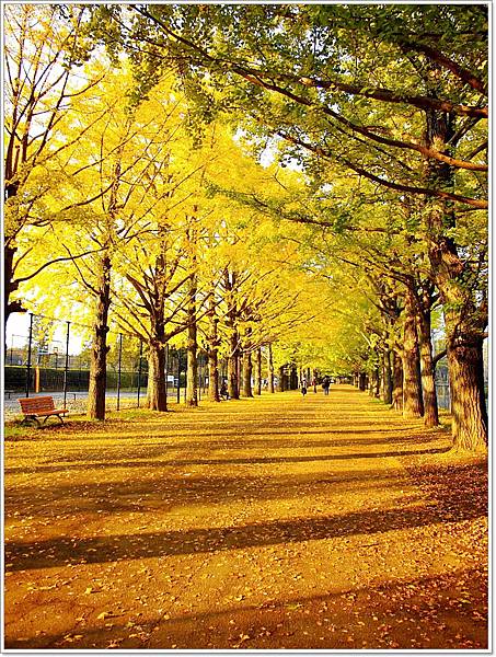 遊 東京 国営昭和記念公園 11月初秋 不楓 銀杏 壞波妞の旅行食踨 痞客邦 遊 東京 国営昭和記念公園 11月初秋 不楓 銀杏 壞波妞の旅行食踨 痞客邦