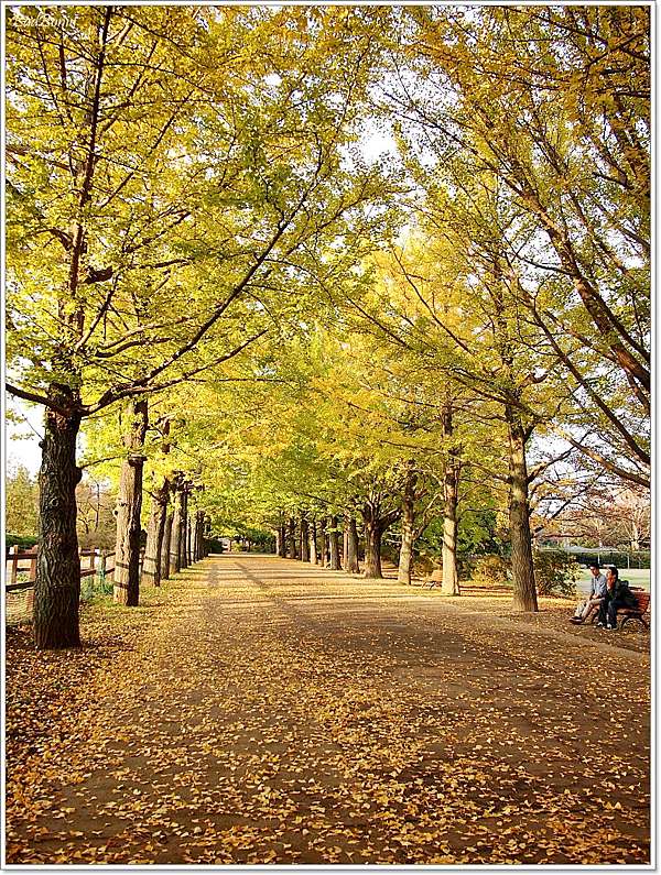遊 東京 国営昭和記念公園 11月初秋 不楓 銀杏 壞波妞の旅行食踨 痞客邦 遊 東京 国営昭和記念公園 11月初秋 不楓 銀杏 壞波妞の旅行食踨 痞客邦