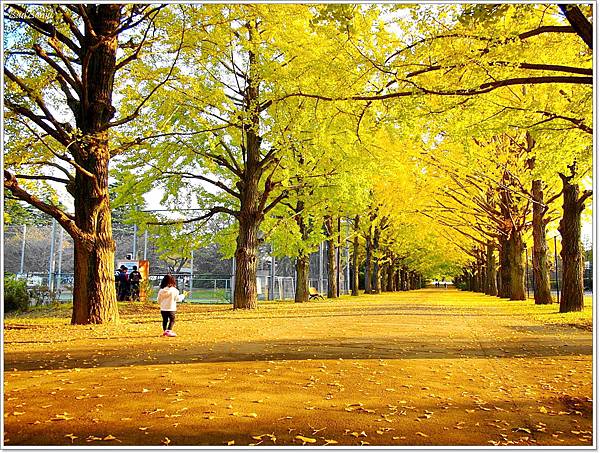 遊 東京 国営昭和記念公園 11月初秋 不楓 銀杏 壞波妞の旅行食踨 痞客邦 遊 東京 国営昭和記念公園 11月初秋 不楓 銀杏 壞波妞の旅行食踨 痞客邦