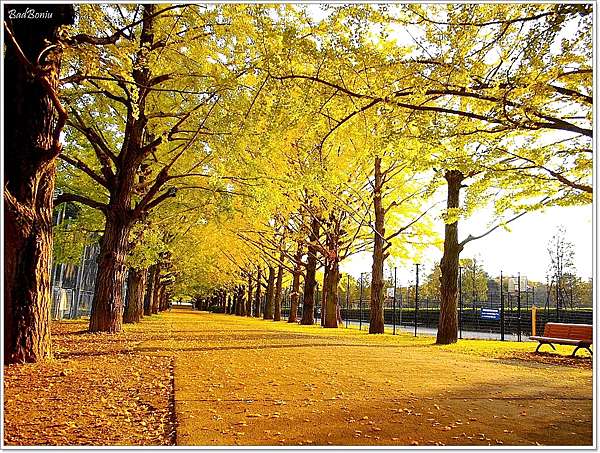 遊 東京 国営昭和記念公園 11月初秋 不楓 銀杏 壞波妞の旅行食踨 痞客邦 遊 東京 国営昭和記念公園 11月初秋 不楓 銀杏 壞波妞の旅行食踨 痞客邦
