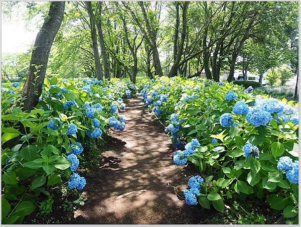 遊 山梨 河口湖八木崎公園 河口湖畔 富士山腳下也有浪漫薰衣草花田 壞波妞の旅行食踨 痞客邦 遊 山梨 河口湖八木崎公園 河口湖畔 富士山腳下也有浪漫薰衣草花田 壞波妞の旅行食踨 痞客邦
