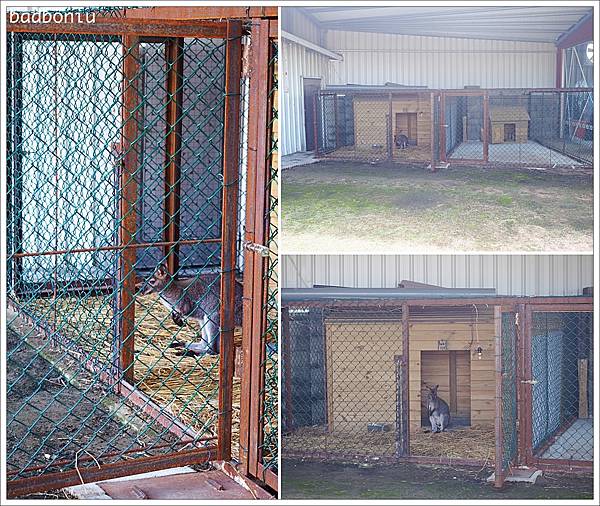 【食】【新竹】Fan&House 手工窯烤柴燒披薩、牛排、咖啡茶飲、鮮榨果汁.餐點平價還有戶外大草皮可以跟袋鼠互動喔! 【食】【新竹】Fan&House 手工窯烤柴燒披薩、牛排、咖啡茶飲、鮮榨果汁.餐點平價還有戶外大草皮可以跟袋鼠互動喔!