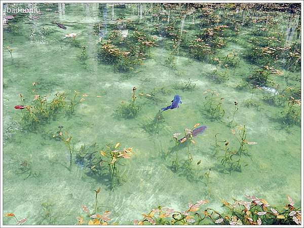遊 岐阜 根道神社莫內之池 名もなき池 モネの池 莫內名畫 睡蓮 真實呈現在自己眼前 壞波妞の旅行食踨
