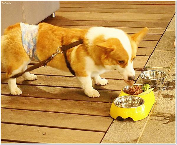 【食】【台北】北投雅樂軒 Nook 聚聚樂餐廳,燒烤海鮮拼盤BBQ x 戰斧牛排 x 自助吧 |竟然還有狗狗餐 【食】【台北】北投雅樂軒 Nook 聚聚樂餐廳,燒烤海鮮拼盤BBQ x 戰斧牛排 x 自助吧 |竟然還有狗狗餐