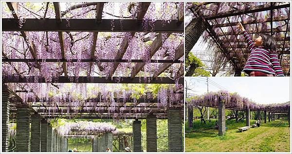 遊 九州 福岡舞鶴公園紫藤祭 福岡市區搭地鐵就能到的紫藤名所 潮流 美妝 消費創造個人化風格的女性社群pixstyleme 遊 九州 福岡舞鶴公園紫藤祭 福岡市區搭地鐵就能到的紫藤名所 潮流 美妝 消費創造個人化風格的女性社群pixstyleme