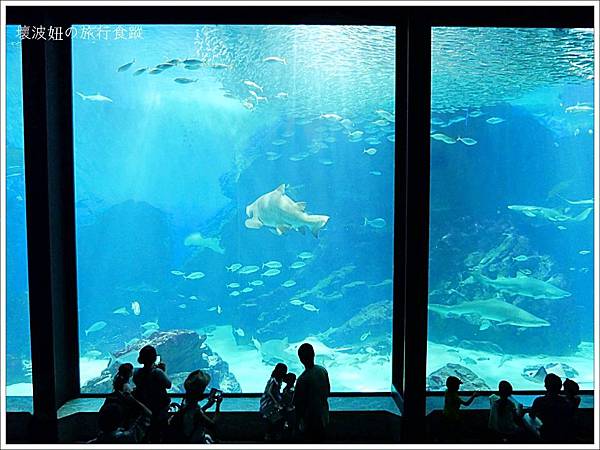 福岡親子景點 海之中道水族館marine World 有海獅 海豚表演 也有企鵝餵食秀 全景海洋槽看沙丁魚 福岡近郊的夏日 雨天好備案