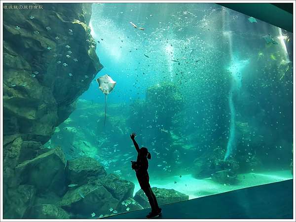 桃園水族館 桃園青埔最新水族館xpark 來自日本都會型水族館 13大展區拍照打卡看這篇 壞波妞の旅行食踨 痞客邦 桃園水族館 桃園青埔最新水族館xpark 來自日本都會型水族館 13大展區拍照打卡看這篇 壞波妞の旅行食踨 痞客邦