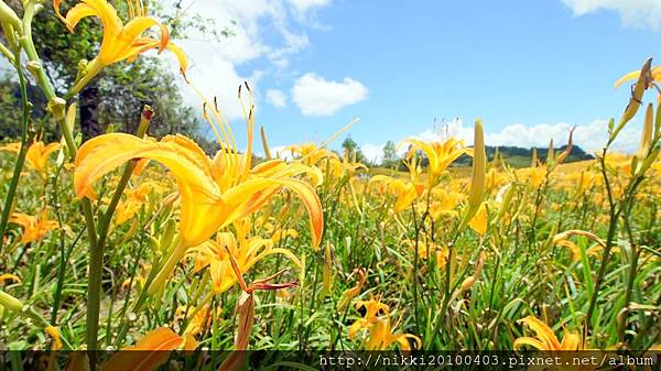 2024 花蓮玉里五大旅遊景點、三大美食、兩大金針花熱門景點