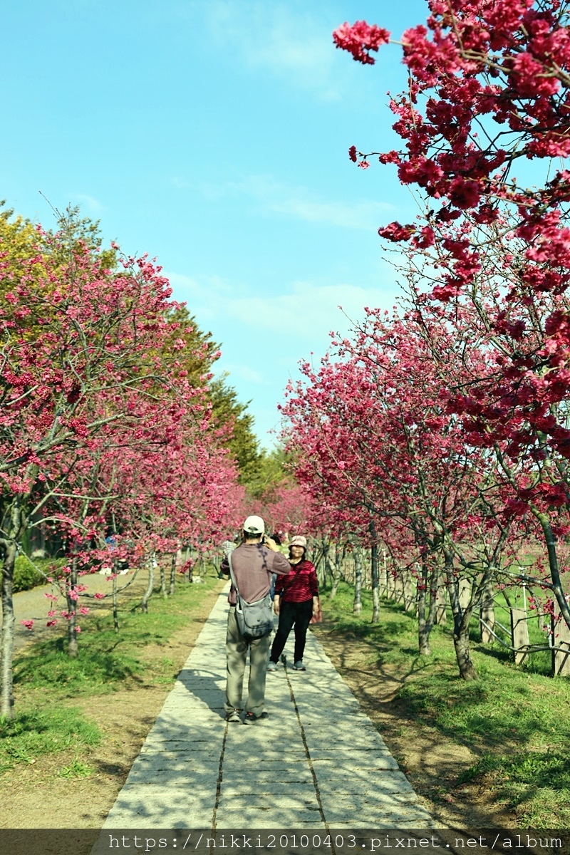 中科崴立櫻花公園 (7).JPG