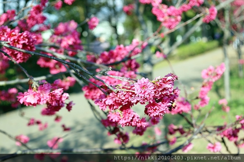 中科崴立櫻花公園 (9).JPG