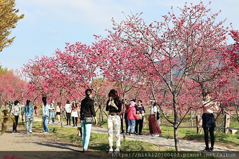 中科崴立櫻花公園 (17).JPG