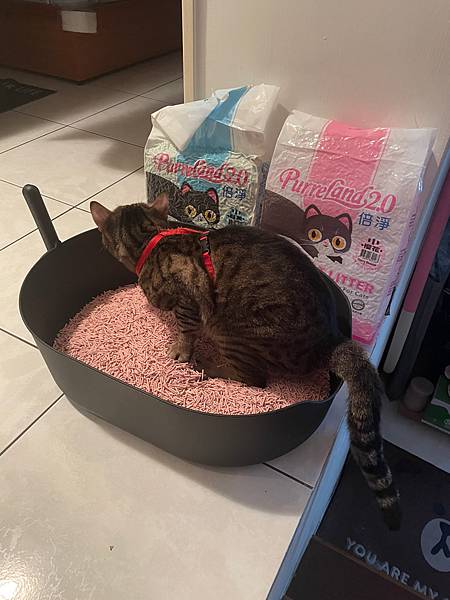 女人知己,女人知己試用大隊,試用大隊,PurreLand 倍淨豆腐貓砂,PurreLand 倍淨,豆腐貓砂,貓砂