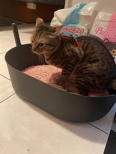 女人知己,女人知己試用大隊,試用大隊,PurreLand 倍淨豆腐貓砂,PurreLand 倍淨,豆腐貓砂,貓砂