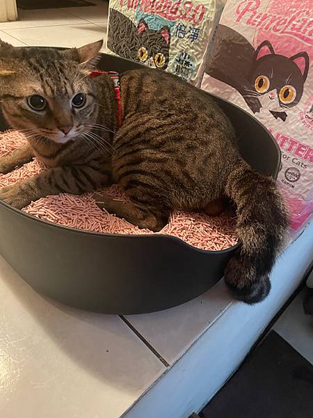 女人知己,女人知己試用大隊,試用大隊,PurreLand 倍淨豆腐貓砂,PurreLand 倍淨,豆腐貓砂,貓砂