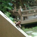 DSC09183.JPG