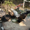 DSC08069.JPG