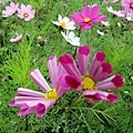 DSC05421.JPG