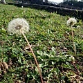 DSC09603.JPG