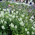 DSC09687.JPG