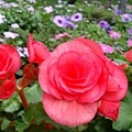 DSC09679.JPG