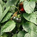 DSC06616.JPG