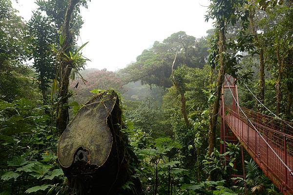 《中南美洲大暴走》哥斯大黎加漫步在雲端 Monteverde