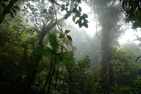 《中南美洲大暴走》哥斯大黎加漫步在雲端 Monteverde