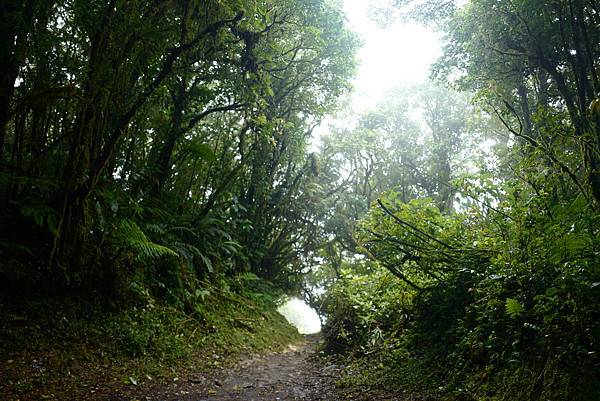 《中南美洲大暴走》哥斯大黎加漫步在雲端 Monteverde