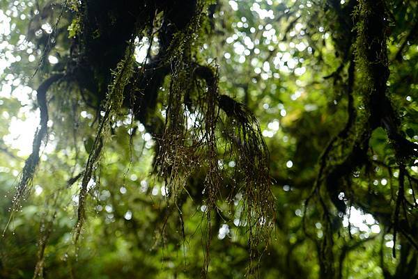 《中南美洲大暴走》哥斯大黎加漫步在雲端 Monteverde