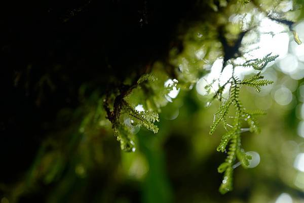 《中南美洲大暴走》哥斯大黎加漫步在雲端 Monteverde