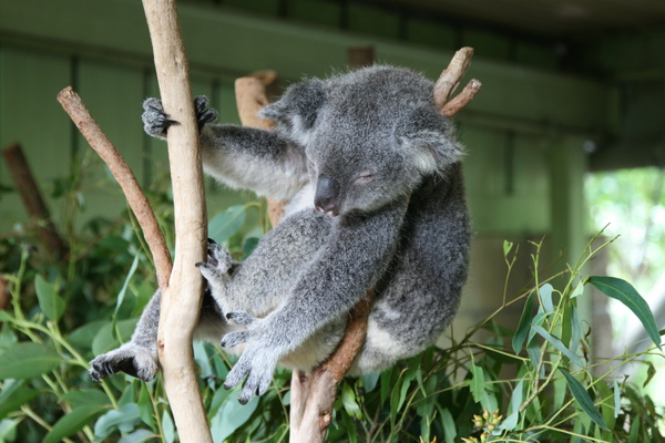 布里斯本動物園