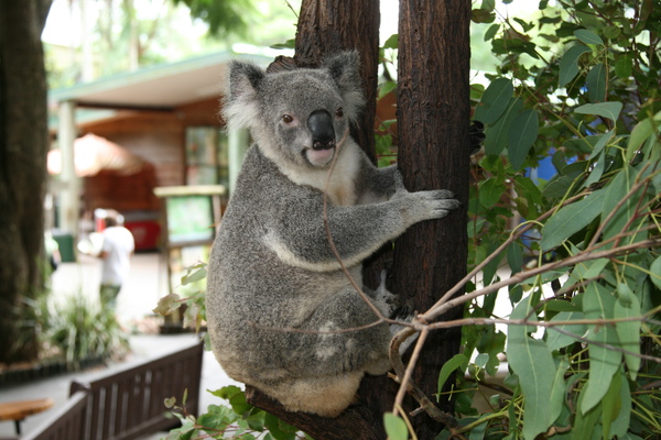 布里斯本動物園