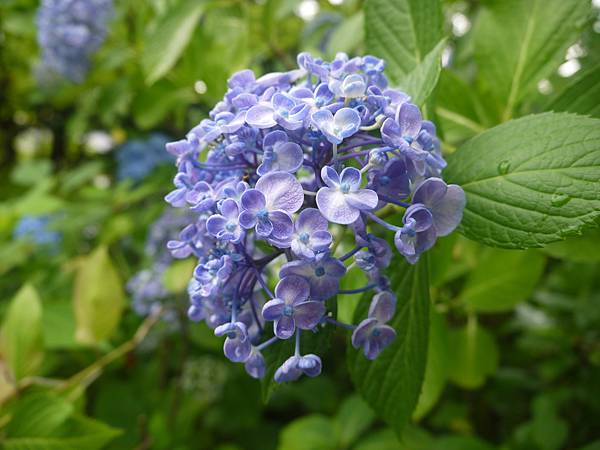 繡球花