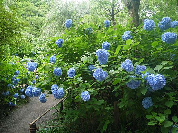 東京 鎌倉繡球花季 北鎌倉 朱印 長谷寺 花仙 大佛 豐島屋鴿子餅 Nina3的部落格 痞客邦 東京 鎌倉繡球花季 北鎌倉 朱印 長谷寺 花仙 大佛 豐島屋鴿子餅 Nina3的部落格 痞客邦