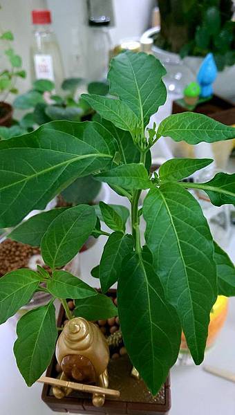 醜比頭蔬果植栽 醜比頭蔬果植栽