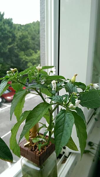 醜比頭盆栽 醜比頭盆栽