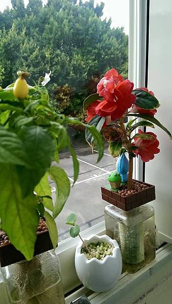 醜比頭蔬果植栽 醜比頭蔬果植栽