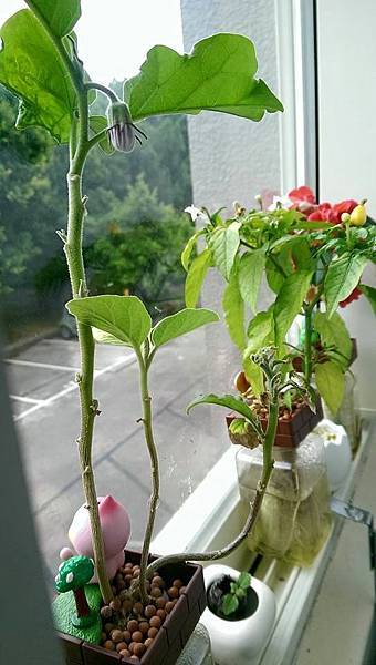 醜比頭蔬果植栽 醜比頭蔬果植栽